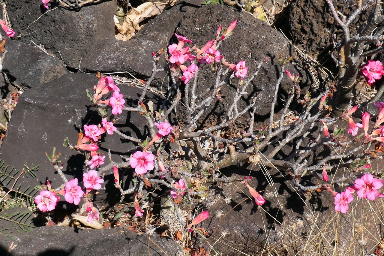 Adenium sp rose du désert.apocynaceae...jpeg