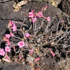 Adenium sp rose du désert.apocynaceae...jpeg