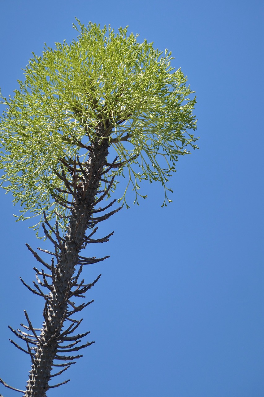 Alluaudia procera.arbre pieuvre.( ocotillo de Madagascar ) .inflorescences. didiereaceae.endémique Madagascar.jpeg