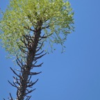 Alluaudia procera.arbre pieuvre.( ocotillo de Madagascar ) .inflorescences. didiereaceae.endémique Madagascar.jpeg
