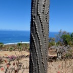 Alluaudia procera.arbre pieuvre.( ocotillo de Madagascar ) didiereaceae.endémique Madagascar (1).jpeg