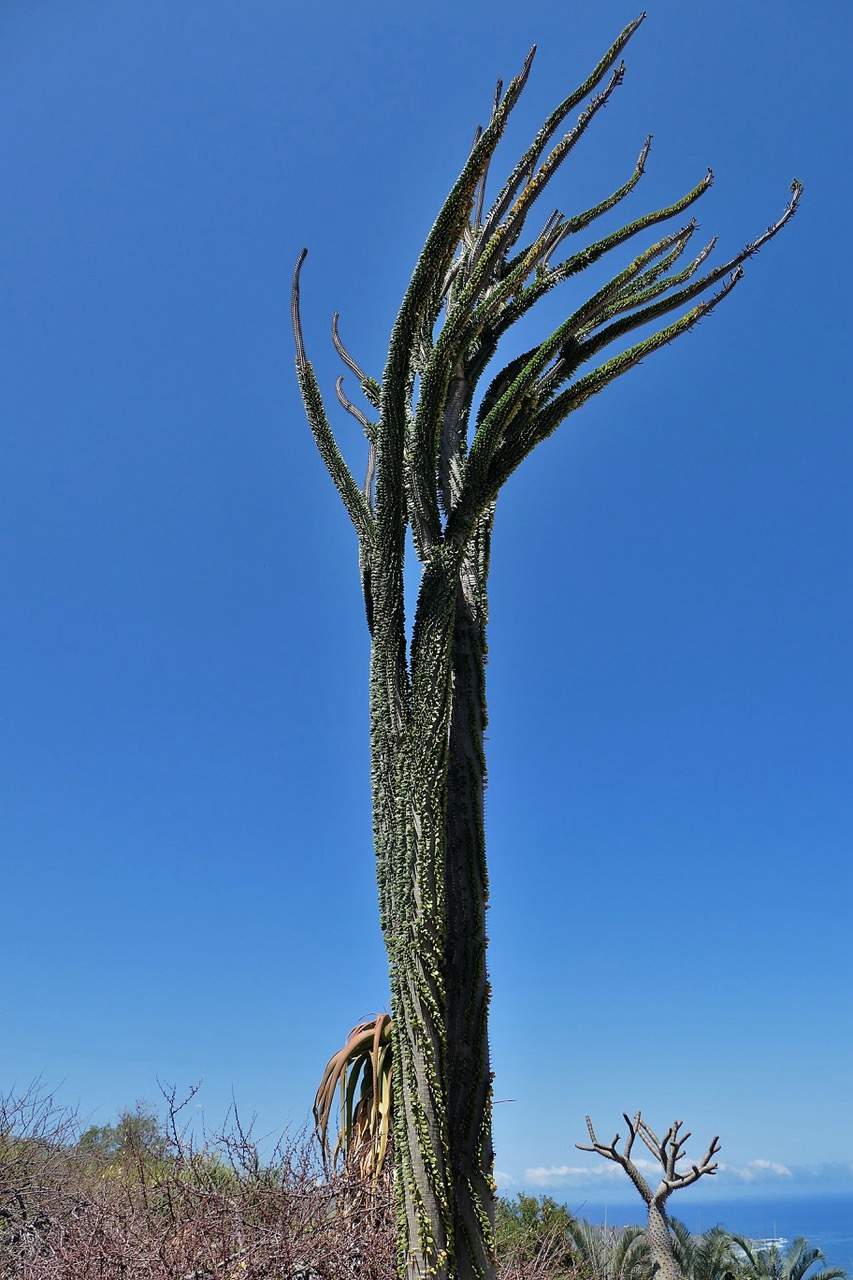 Alluaudia procera.arbre pieuvre.( ocotillo de Madagascar ) didiereaceae.endémique Madagascar (2).jpeg
