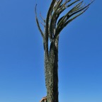 Alluaudia procera.arbre pieuvre.( ocotillo de Madagascar ) didiereaceae.endémique Madagascar (2).jpeg