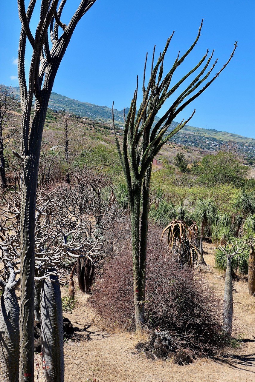 Alluaudia procera.arbre pieuvre.( ocotillo de Madagascar ) didiereaceae.endémique Madagascar.jpeg