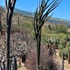 Alluaudia procera.arbre pieuvre.( ocotillo de Madagascar ) didiereaceae.endémique Madagascar.jpeg