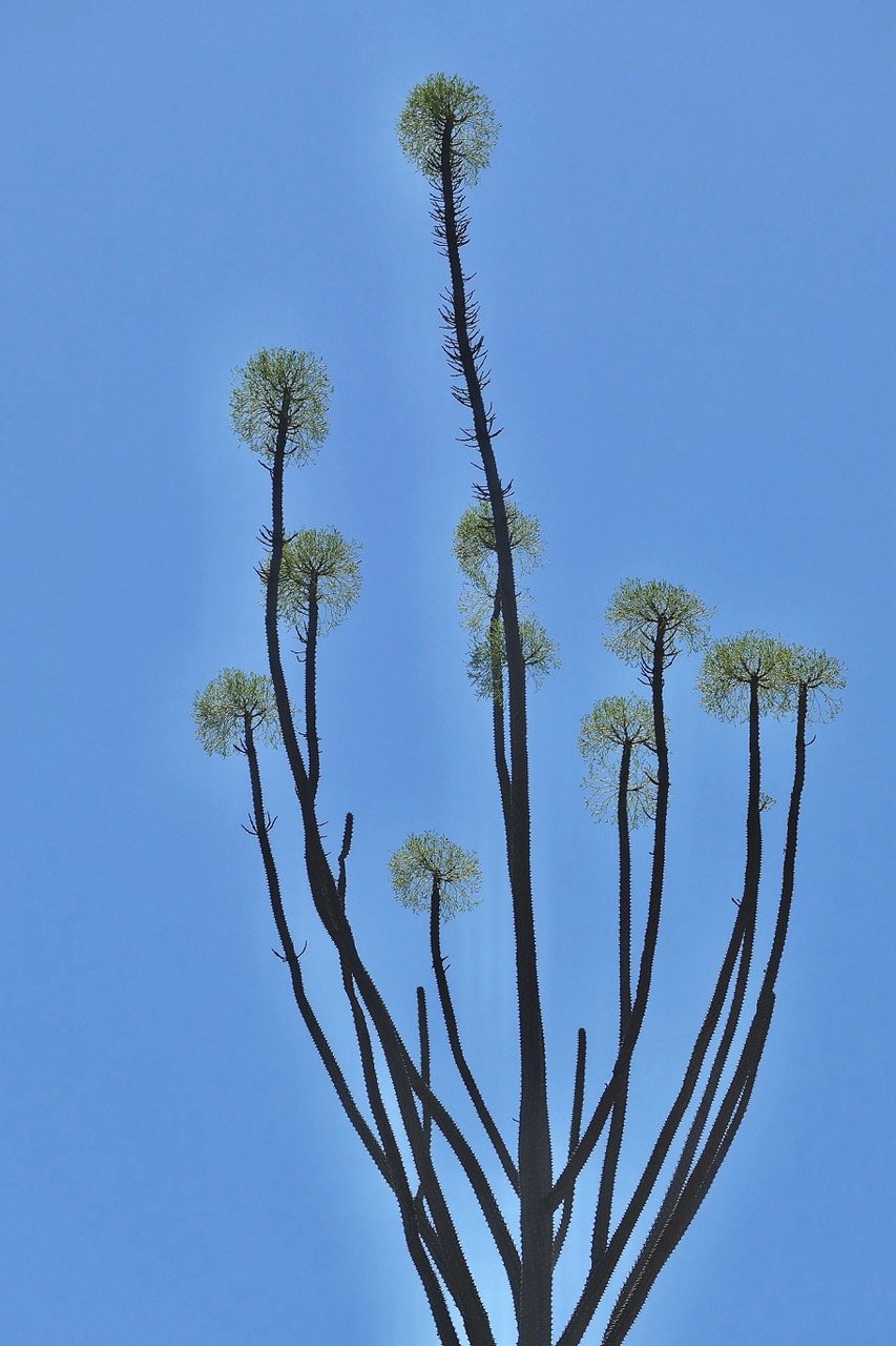 Alluaudia procera.arbre pieuvre.( ocotillo de Madagascar ) inflorescences . didiereaceae.endémique Madagascar.jpeg