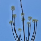 Alluaudia procera.arbre pieuvre.( ocotillo de Madagascar ) inflorescences . didiereaceae.endémique Madagascar.jpeg