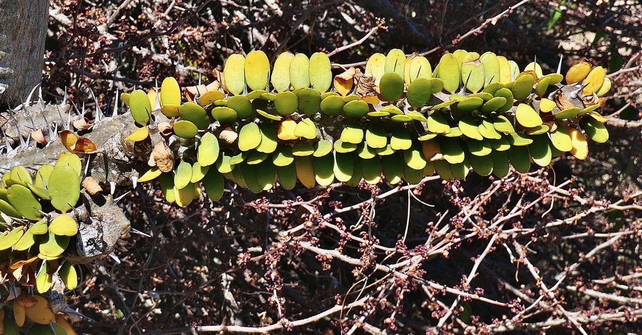 Alluaudia procera.arbre pieuvre.( ocotillo de Madagascar ) petite branche à la base du tronc  didiereaceae.endémique Madagascar.jpeg