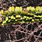 Alluaudia procera.arbre pieuvre.( ocotillo de Madagascar ) petite branche à la base du tronc  didiereaceae.endémique Madagascar.jpeg