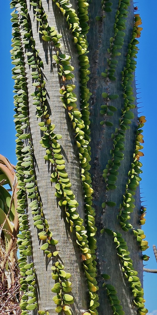 Alluaudia procera.arbre pieuvre.( ocotillo de Madagascar ) tronc détail . didiereaceae.endémique Madagascar.jpeg