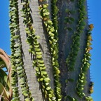 Alluaudia procera.arbre pieuvre.( ocotillo de Madagascar ) tronc détail . didiereaceae.endémique Madagascar.jpeg