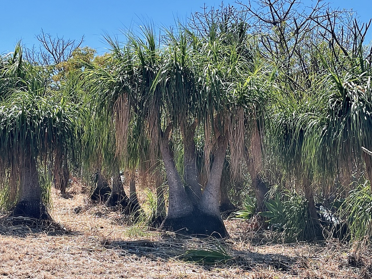 Beaucarnea sp.agavaceae.exotique.jpeg