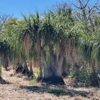 Beaucarnea sp.agavaceae.exotique.jpeg