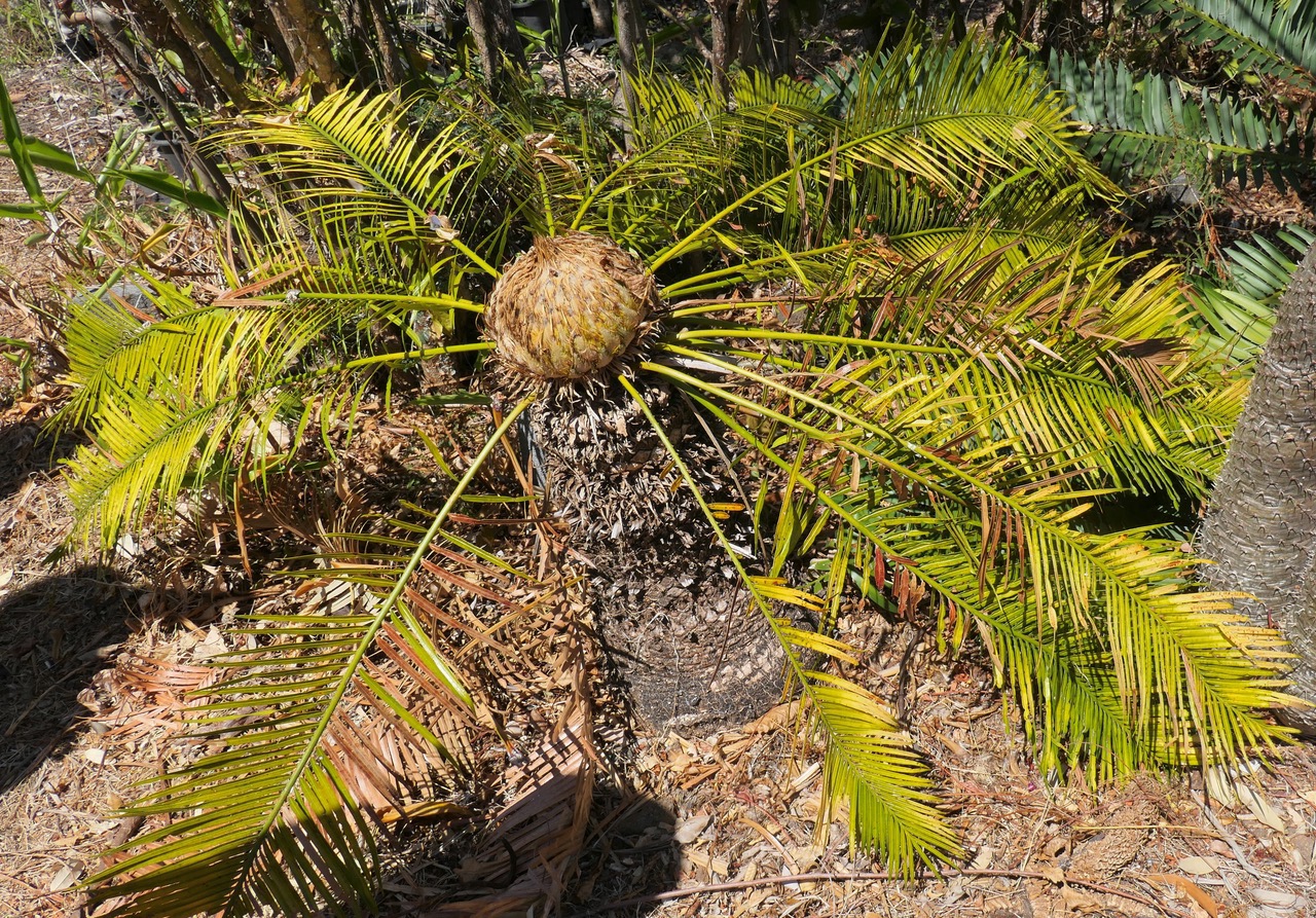 cycas sp.individu femelle.cycadaceae..jpeg