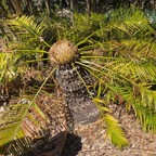 cycas sp.individu femelle.cycadaceae..jpeg