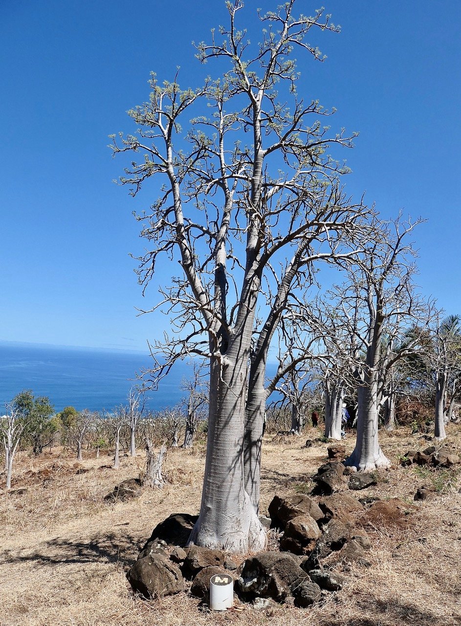 Cyphostemma mappia.vitaceae.endémique Maurice (1).jpeg