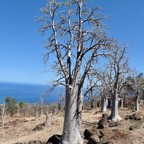 Cyphostemma mappia.vitaceae.endémique Maurice (1).jpeg