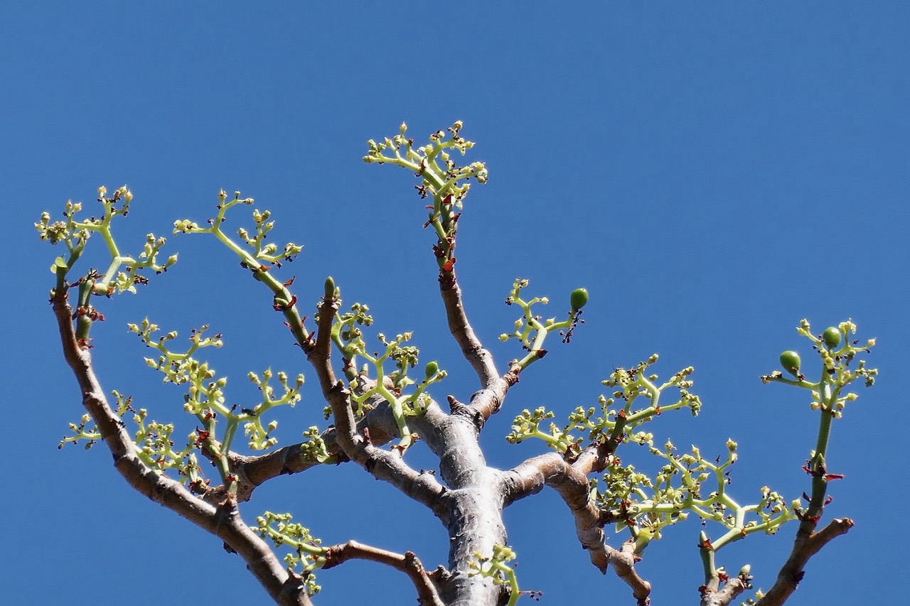 Cyphostemma mappia.vitaceae.endémique Maurice.jpeg