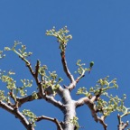 Cyphostemma mappia.vitaceae.endémique Maurice.jpeg