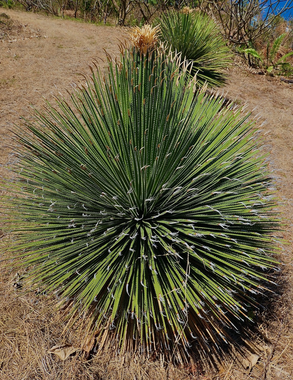 Dasylirion quadrangulatum asparagaceae (1).jpeg