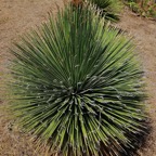 Dasylirion quadrangulatum asparagaceae (1).jpeg