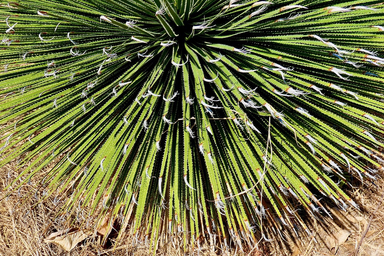 Dasylirion quadrangulatum asparagaceae (2).jpeg