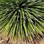 Dasylirion quadrangulatum asparagaceae (2).jpeg
