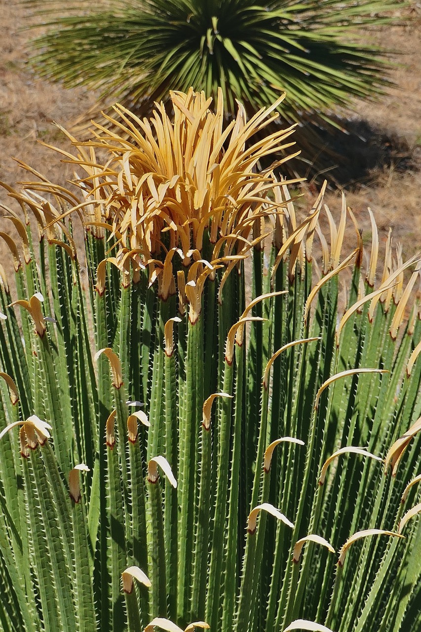 Dasylirion quadrangulatum asparagaceae.jpeg