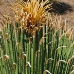 Dasylirion quadrangulatum asparagaceae.jpeg