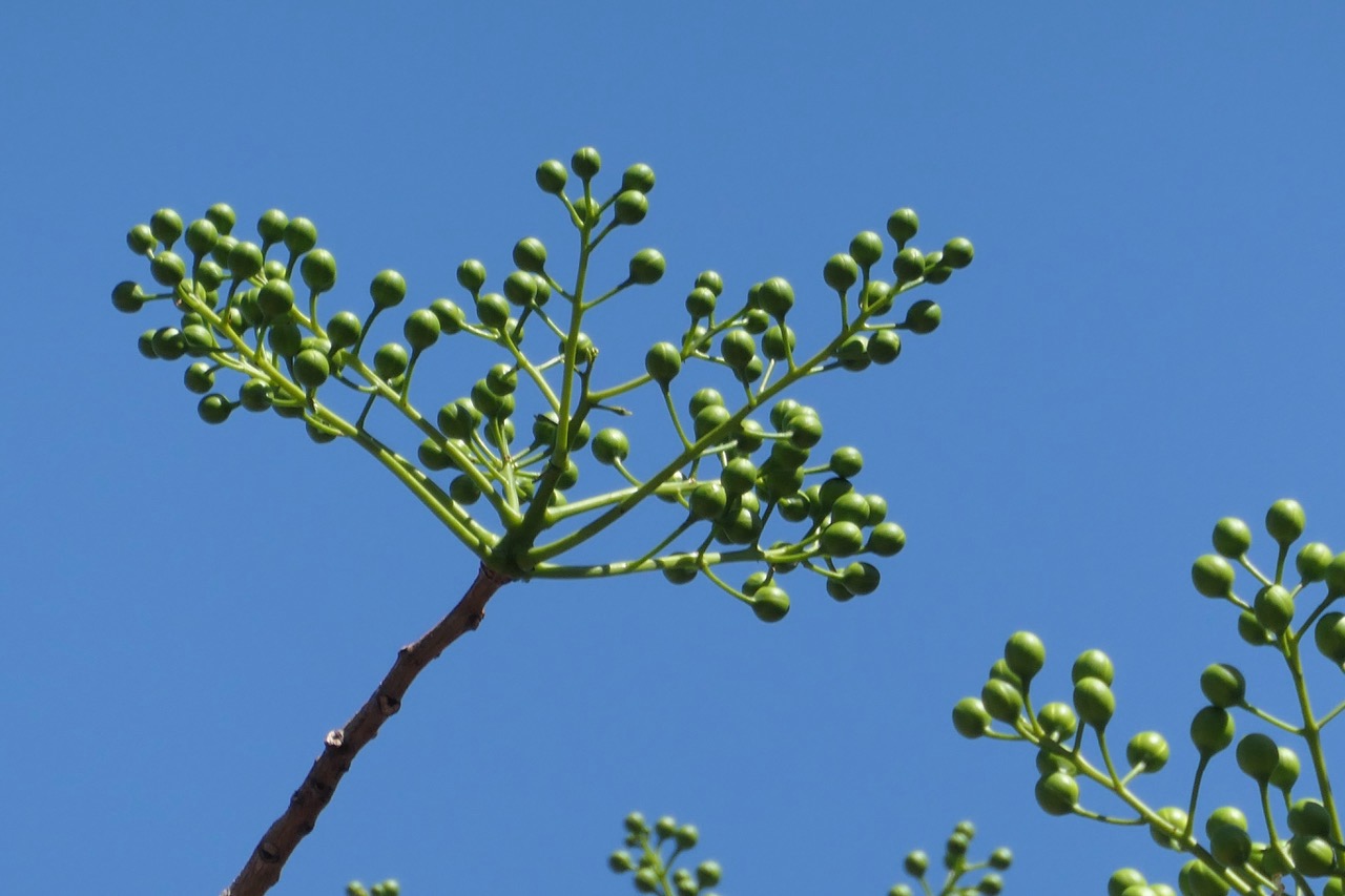Delonix floribuda. flamboyant bouteille.flamboyant à fleurs jaunes. inflorescence en boutons .fabaceae.endémique Madagascar.jpeg