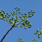 Delonix floribuda. flamboyant bouteille.flamboyant à fleurs jaunes. inflorescence en boutons .fabaceae.endémique Madagascar.jpeg