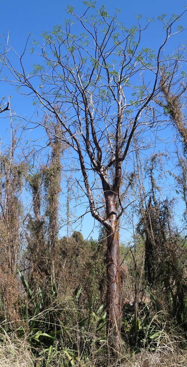 Delonix floribuda. flamboyant bouteille.flamboyant à fleurs jaunes.fabaceae.endémique Madagascar.jpeg