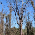 Delonix floribuda. flamboyant bouteille.flamboyant à fleurs jaunes.fabaceae.endémique Madagascar.jpeg
