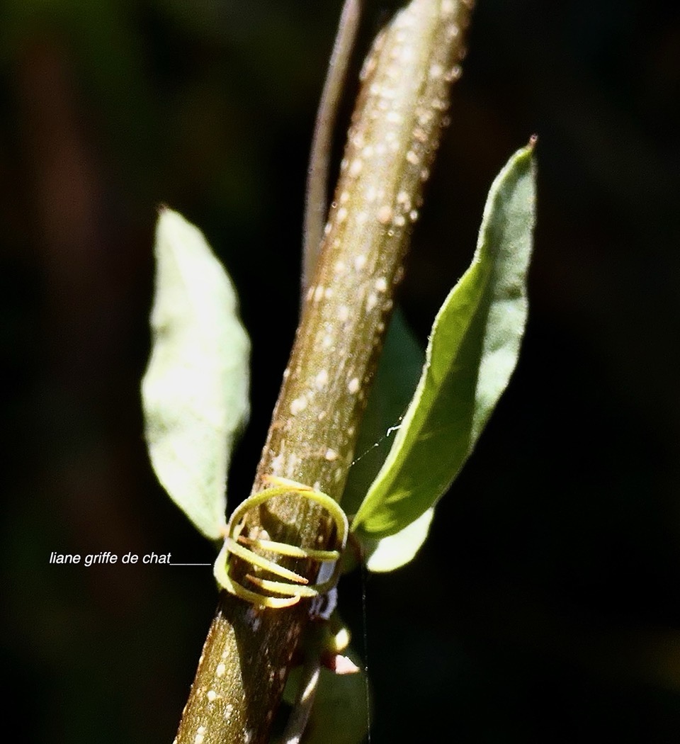 Dolichandra unguis-cati griffe de chat. bignoniaceae.stenonaturalisé.espèce envahissante. (1).jpeg