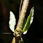 Dolichandra unguis-cati griffe de chat. bignoniaceae.stenonaturalisé.espèce envahissante. (1).jpeg