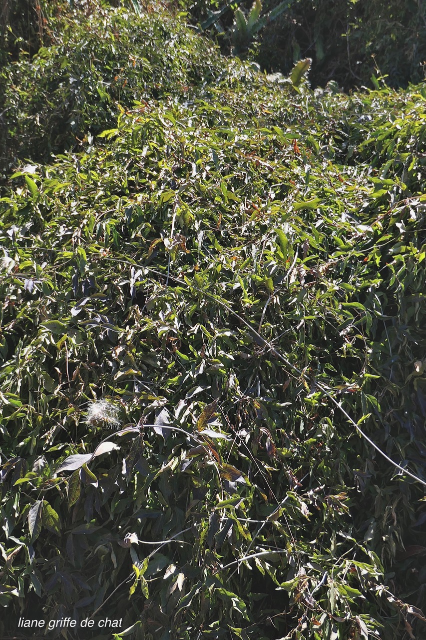 Dolichandra unguis-cati griffe de chat. bignoniaceae.stenonaturalisé.espèce envahissante..jpeg