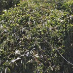 Dolichandra unguis-cati griffe de chat. bignoniaceae.stenonaturalisé.espèce envahissante..jpeg