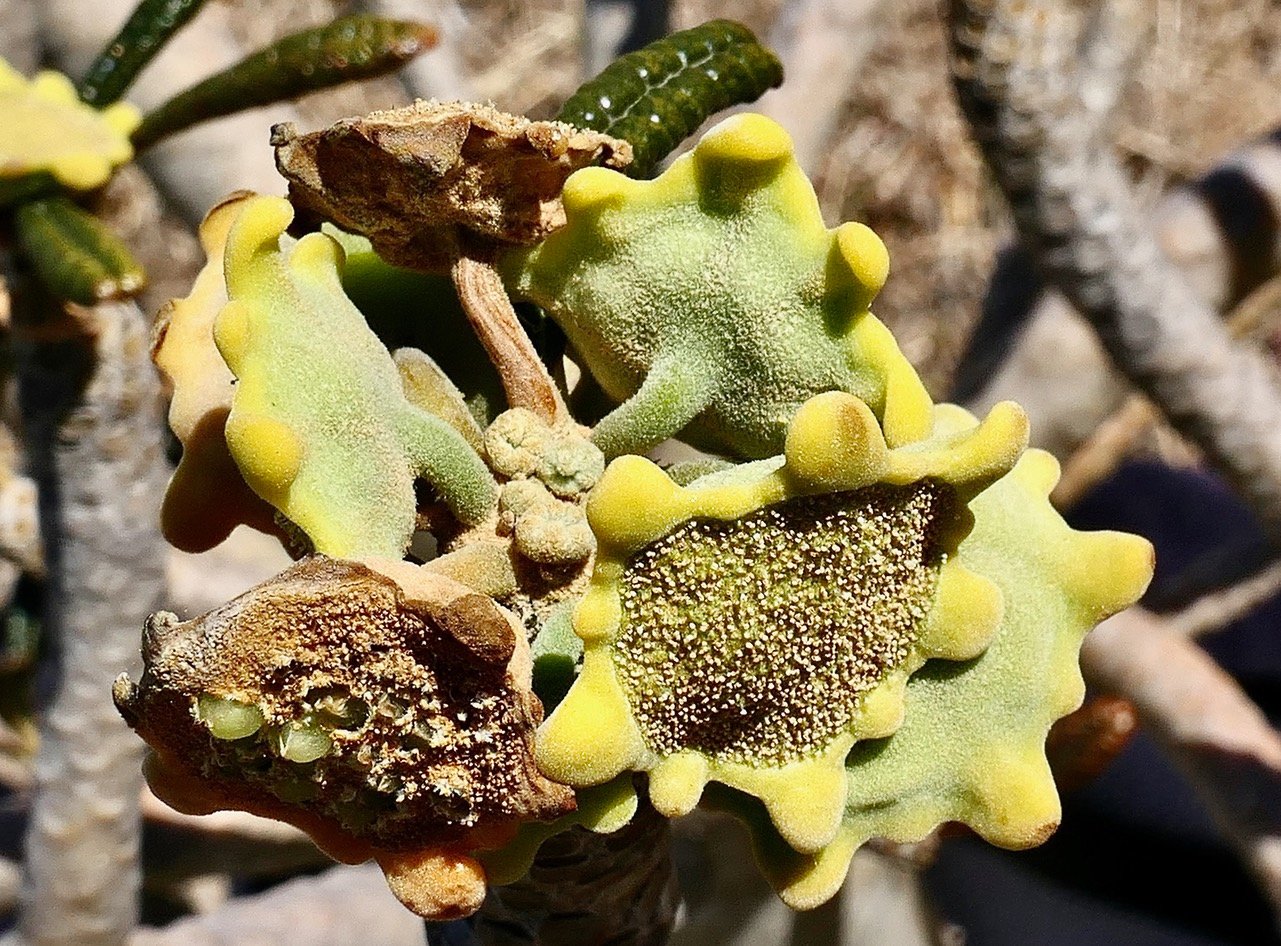 Dorstenia gigas.figuier de Socotra( inflorescence ) .moraceae.endémique de l'ile de Socotra au Yemen..jpeg