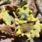 Dorstenia gigas.figuier de Socotra( inflorescence ) .moraceae.endémique de l'ile de Socotra au Yemen..jpeg