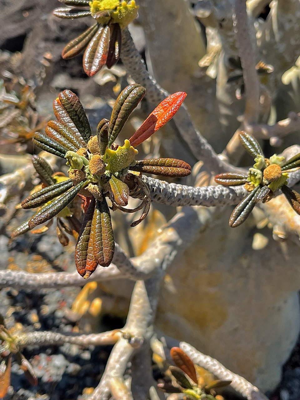 Dorstenia gigas.figuier de Socotra.moraceae.endémique de l'ile de Socotra au Yemen. (1).jpeg