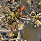 Dorstenia gigas.figuier de Socotra.moraceae.endémique de l'ile de Socotra au Yemen. (1).jpeg