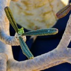 Dorstenia gigas.figuier de Socotra.moraceae.endémique de l'ile de Socotra au Yemen..jpeg