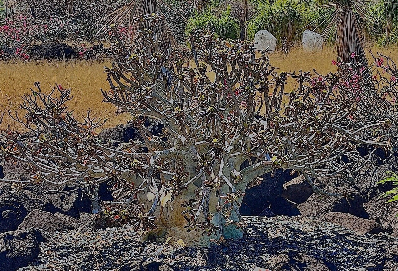 Dorstenia gigas.figuier de Socotra.moraceae.endémique de l'ile de Socotra au Yemen.au premier plan (1).jpeg