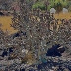 Dorstenia gigas.figuier de Socotra.moraceae.endémique de l'ile de Socotra au Yemen.au premier plan (1).jpeg