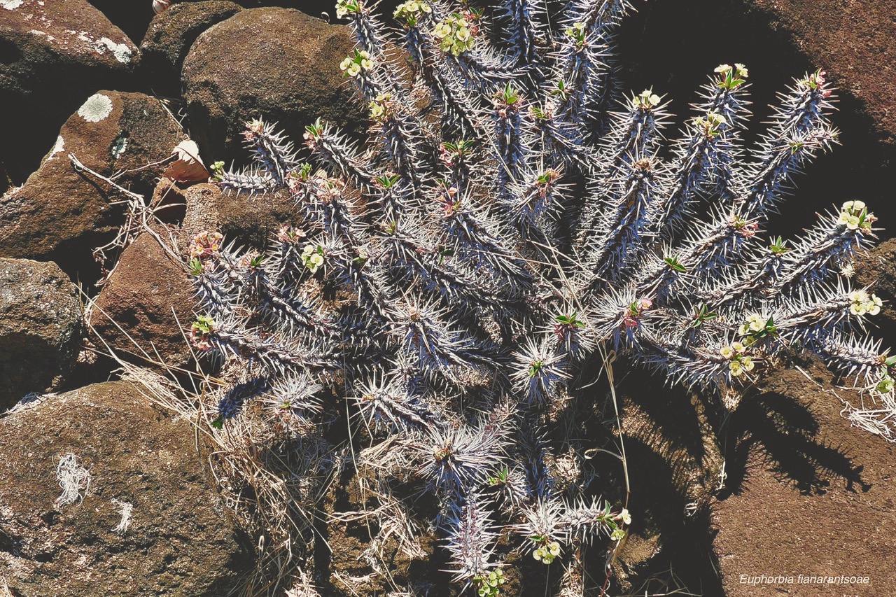 Euphorbia fianarantsoae.euphorbiaceae.endémique Madagascar (1).jpeg