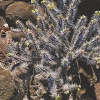 Euphorbia fianarantsoae.euphorbiaceae.endémique Madagascar (1).jpeg