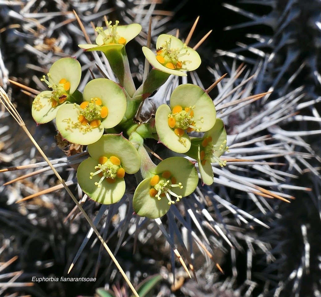 Euphorbia fianarantsoae.euphorbiaceae.endémique Madagascar.jpeg