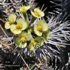 Euphorbia fianarantsoae.euphorbiaceae.endémique Madagascar.jpeg