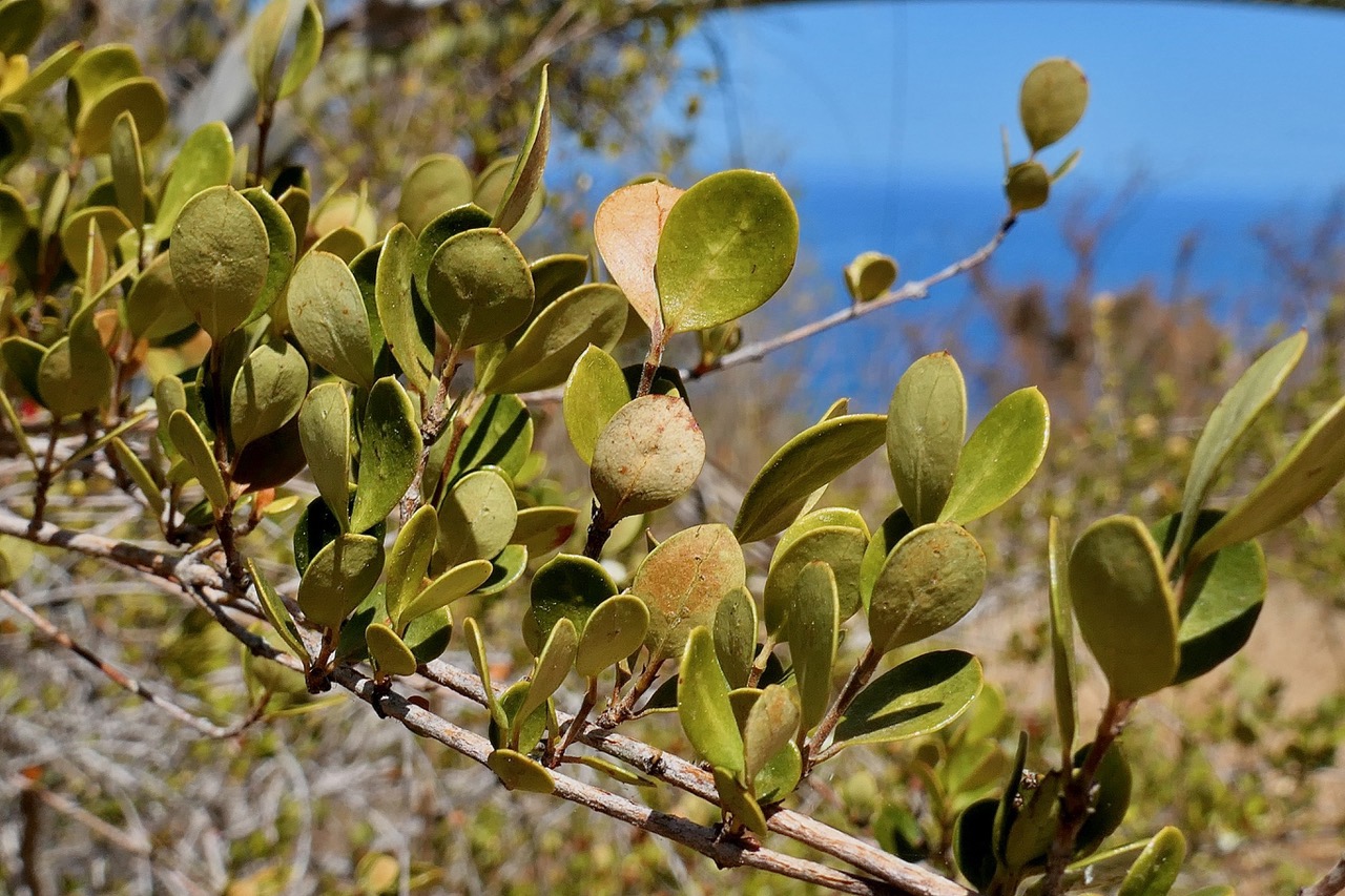 Fernelia buxifolia Lam.bois de buis.bois de balai.rubiaceae.endémique Réunion Maurice Rodrigues..jpeg
