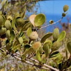 Fernelia buxifolia Lam.bois de buis.bois de balai.rubiaceae.endémique Réunion Maurice Rodrigues..jpeg
